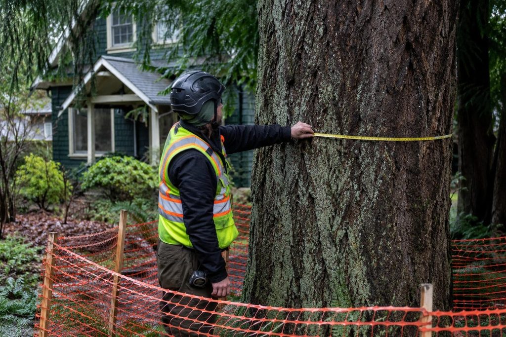 Arborist measuring the trunk of a mature conifer inside orange tree protection fencing on a residential lot